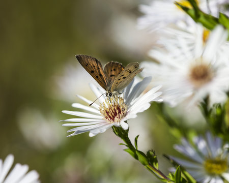 Copper Butterfly (Lycaenidae) seeks nectar from aster blossoms; Astoria, Oregon, United States of America
