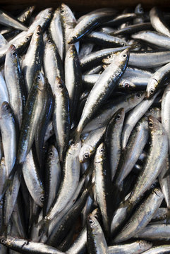 Fresh sardines at the outdoor fish market; Pylos, Messinia, Greece
