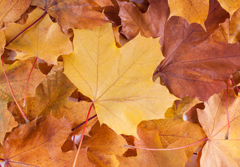 Fototapeta na wymiar Red and Orange Autumn Leaves 