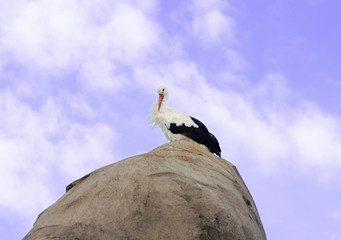 Storch auf Fels vor Himmel