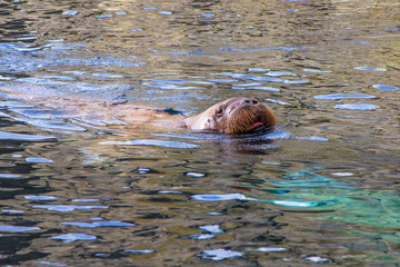 Fototapeta premium Seerobbe Seelöwe