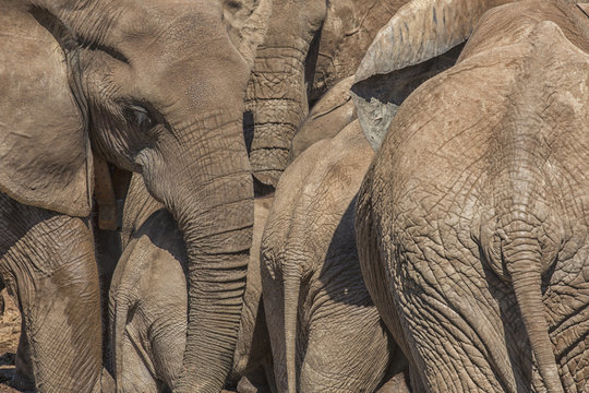 Elephants gather at a watering hole in Addo Elephant National Park; South Africa
