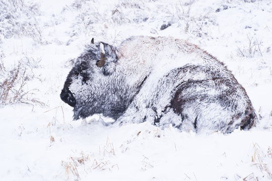 Bison in Blizzard