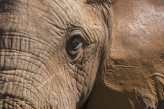 Close up of African elephant in Addo Elephant National Park; South Africa