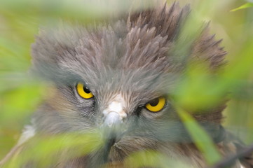 rapace, regard sombre de circaëte jean le blanc