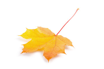 Yellow autumn leaf isolated 