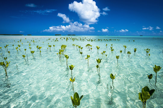 15,015 件の最適な Tuvalu 画像、ストック写真、ベクター | Adobe Stock