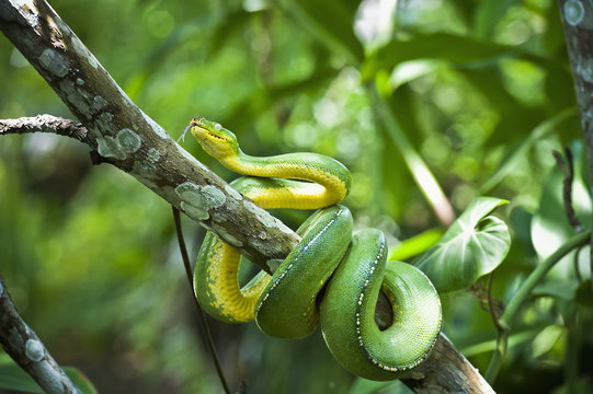 Green tree snake, Madang Province, Papua New Guinea