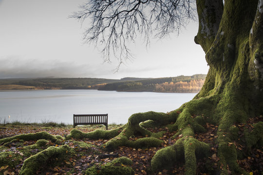 Moss covered tree trunk and roots at the edge of a tranquil lake with a bench; Kielder, Northumberland, England