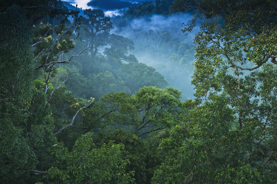 Fototapeta Treetops of jungle at Ulu Temburong National Park, Brunei