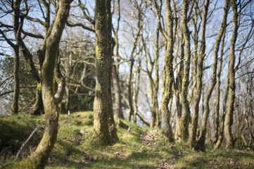Copse of tree trunks