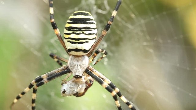 Macro shot of spider eating prey in web Horror scary halloween Close up massive insect nature wild life