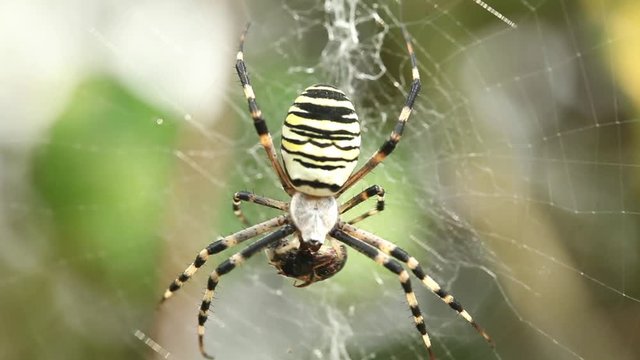Macro shot of spider eating prey in web Horror scary halloween Close up massive insect nature wild life