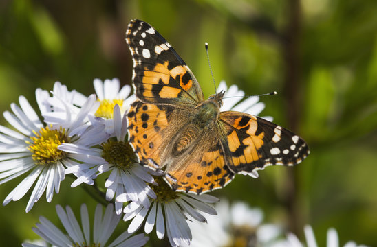 A Painted Lady (Cynthia) butterfly searches for nectar in aster blossoms; Astoria, Oregon, United States of America