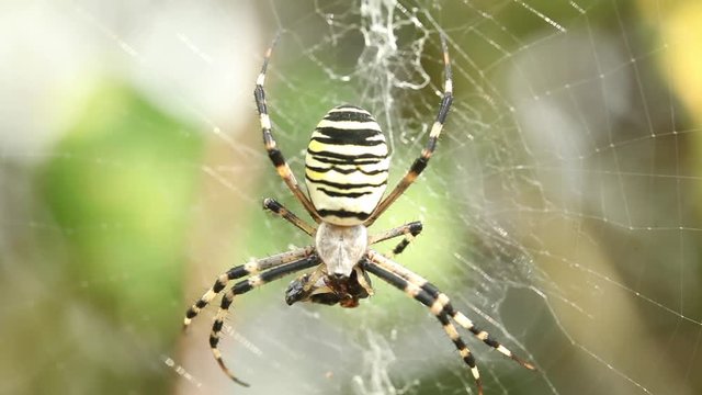 Macro shot of spider eating prey in web Horror scary halloween Close up massive insect nature wild life