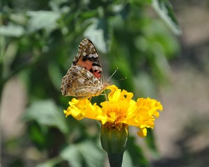butterfly on flower