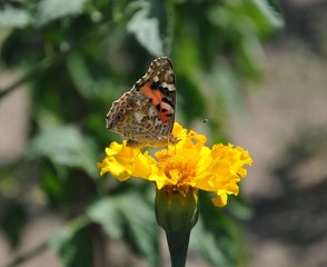 butterfly on flower