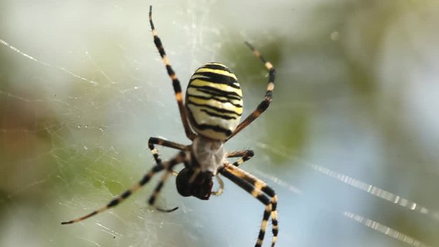 Macro shot of spider eating prey in web Horror scary halloween Close up massive insect nature wild life