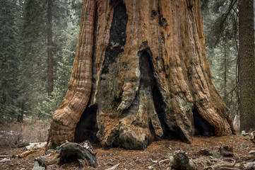 Giant sequoia tree trunk