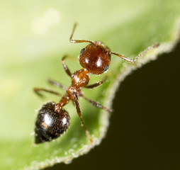 Fototapeta na wymiar ant in nature. macro
