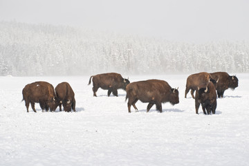Obraz premium Winter Buffalo Herd