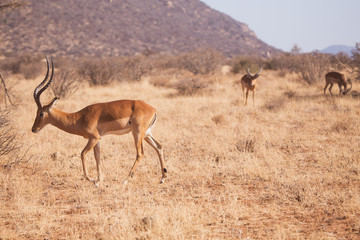 antilope impala in Masai Mara