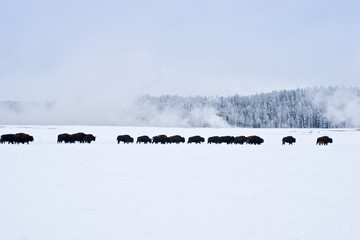Winter March