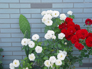 white red rose