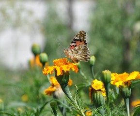 butterfly on flower