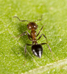 ant in nature. macro