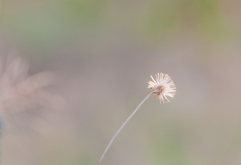 Lonely grass plume with rim light on strongly blur background