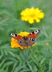 butterfly on flower