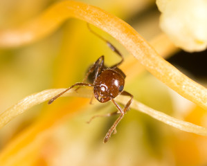 ant in nature. macro