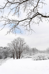 Weiße Winterlandschaft mit schneebedeckten Laubbäumen, Postkartenidylle, weiße Weihnachten