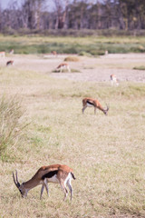 Impala Nakuru National Park in Kenya