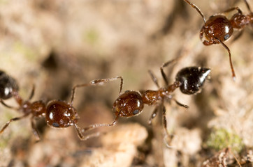 ant on the ground. macro