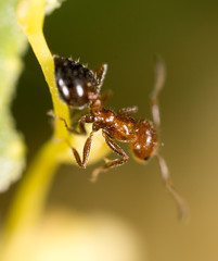 ant in nature. macro