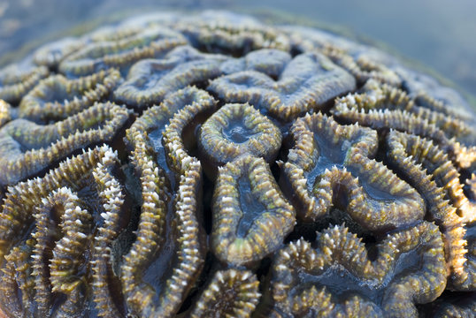 brain coral, Goniastrea