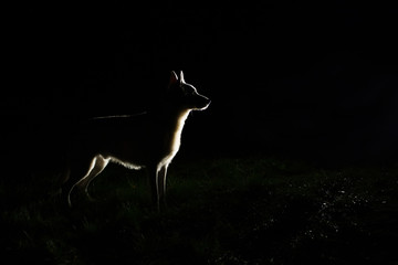 White Swiss shepherd dog silhouette at night