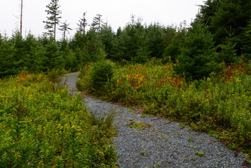 Fototapeta na wymiar Walking trail in northern forest