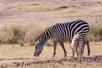 Fototapeta na wymiar Zebra and son in the savannah in Masai Mara Kenya
