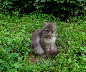 Naklejka na ściany i meble cat sitting on the grass