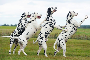 Group of four obedient circus Dalmatian dogs walking on their back legs outdoors on a green grass