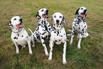 Group of four obedient Dalmatian dogs sitting outdoors on a green grass