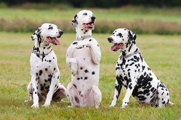 Three obedient Dalmatian dogs sitting outdoors on a green grass