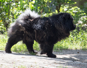 Fototapeta premium beautiful dog on the nature