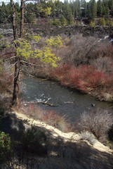 Wild landscape, Red osier dogwood