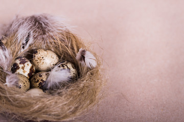Three quail eggs which covering of feather closeup