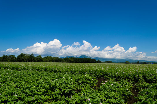 3 451 件の最適な 十勝の畑 画像 ストック写真 ベクター Adobe Stock