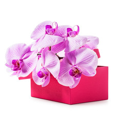 Gift box with orchid flowers